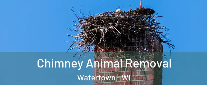 Chimney Animal Removal Watertown - WI
