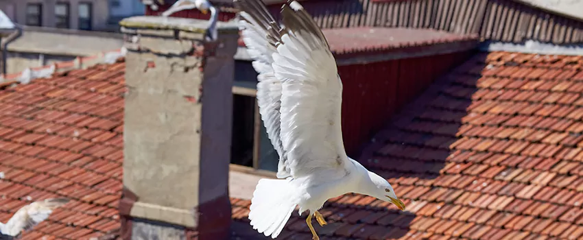 Residential Chimney Animal Removal Solution in Watertown, WI