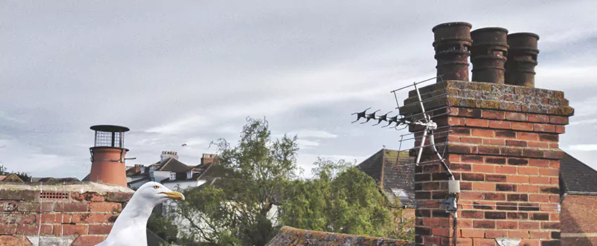 Chimney Cleaning And Restoration in Watertown, Wisconsin
